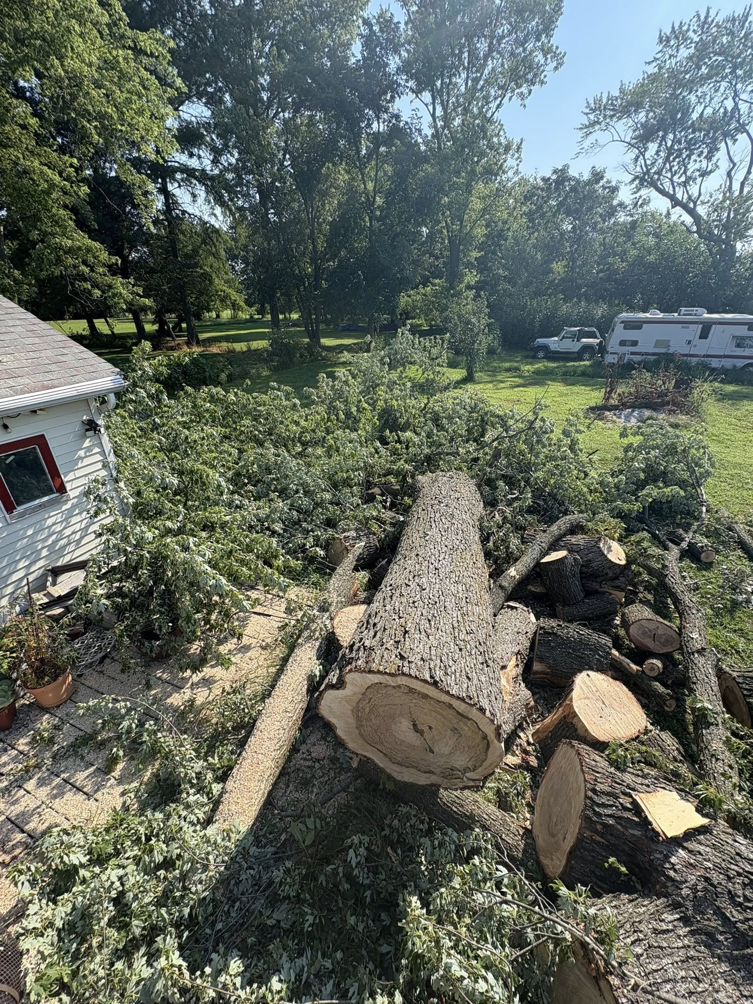 Large oak tree removed and bucked, viewed from above