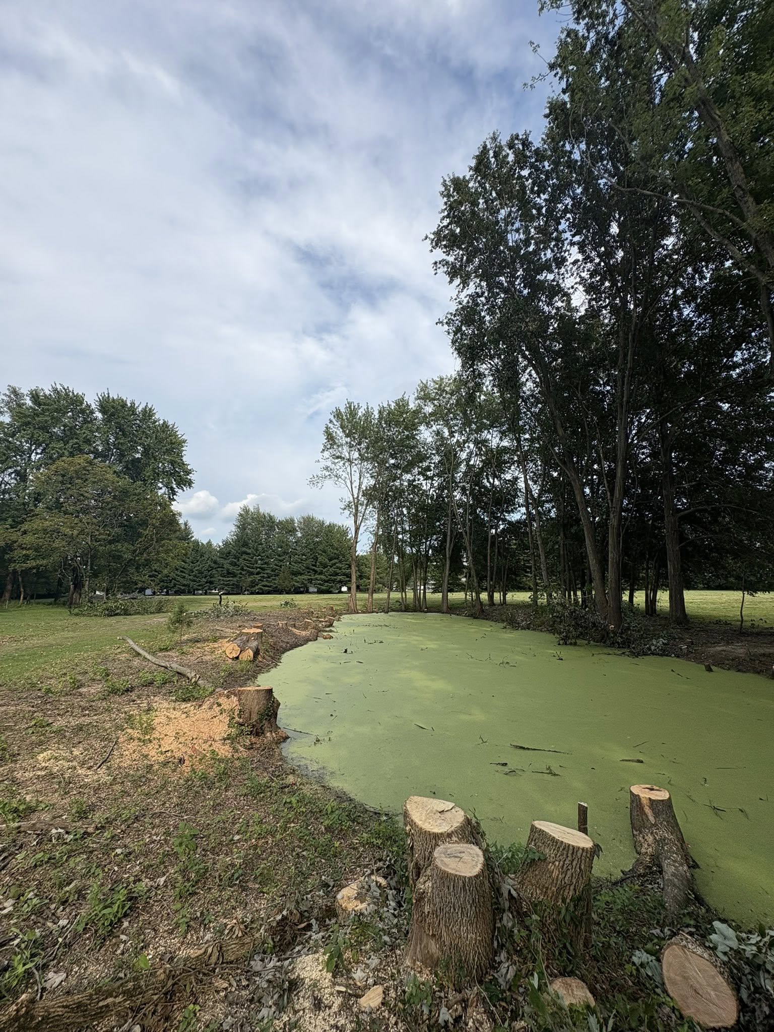 Pond shore cleared, fresh stumps lining the bank