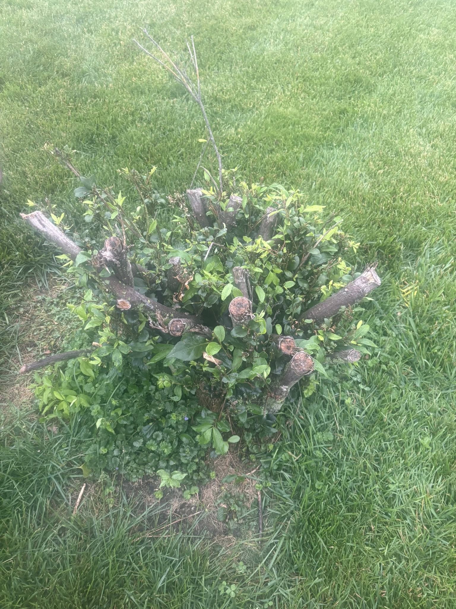 Ornamental shrub pruned back